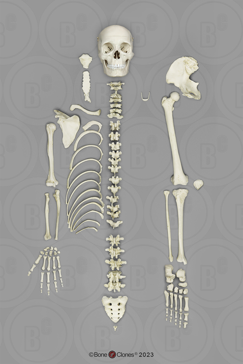 Disarticulated Human Female Half Skeleton