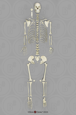 Human Female Asian Disarticulated Skeleton