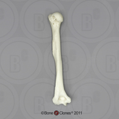 Human Female Asian Humerus