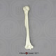 Human Female Asian Humerus