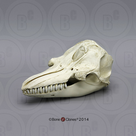 False Killer Whale Skull