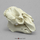 Florida Manatee Skull