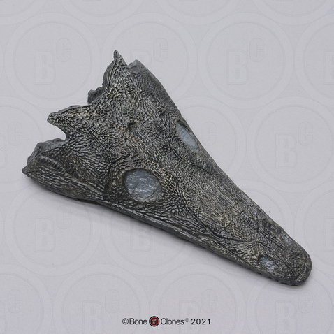 Thoosuchus Skull