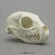 Meerkat Skull