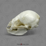 Common Vampire Bat Skull