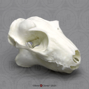 Colugo, Flying Lemur Skull