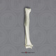 Mandrill Baboon Humerus