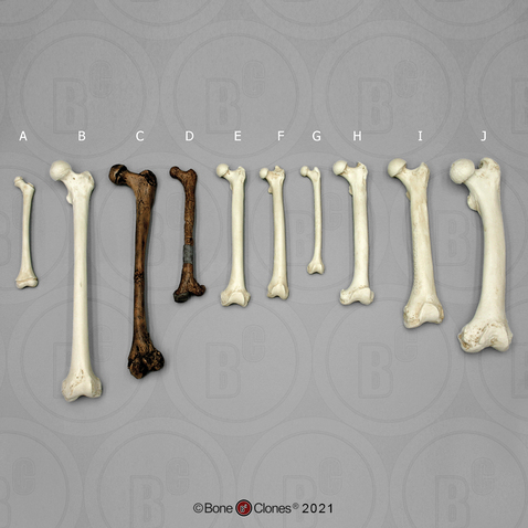 Set of 10 Primate Femurs