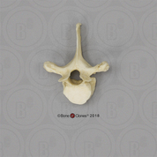 Male Chimpanzee Thoracic Vertebra, Single