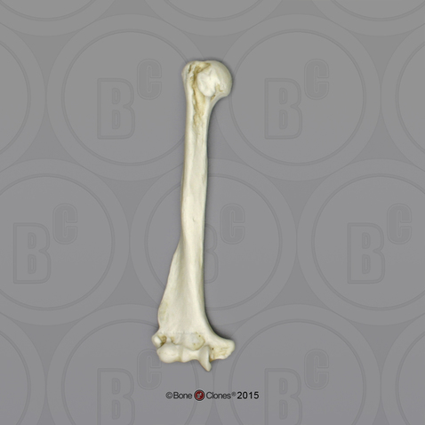 Male Chimpanzee Humerus