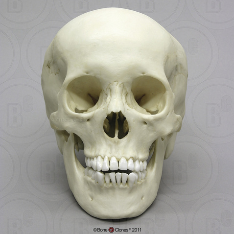 Human Adolescent Skull