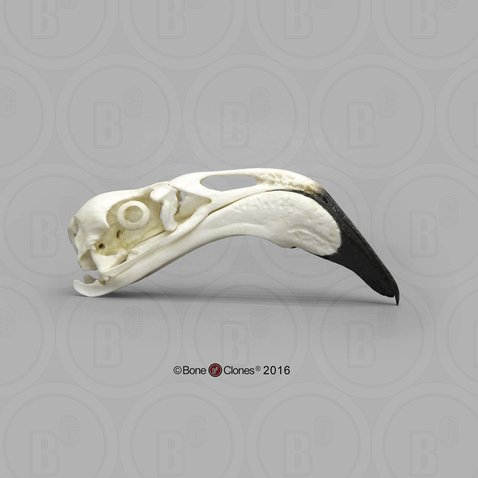 Flamingo Skull