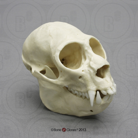 Saki Monkey Skull