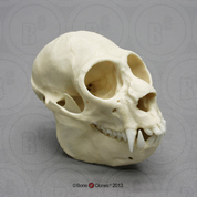 Saki Monkey Skull