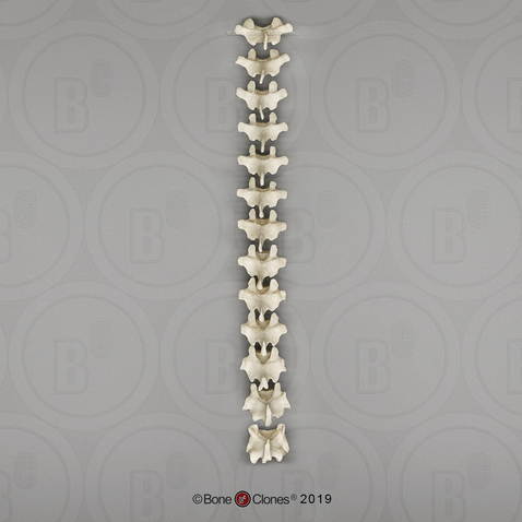 Siamang Thoracic Vertebrae, set of 13