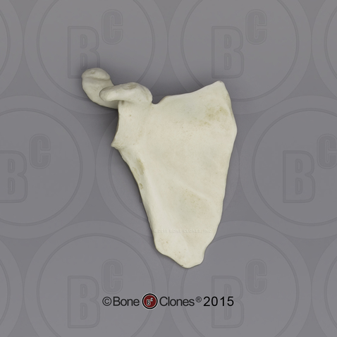 Human Male European Scapula