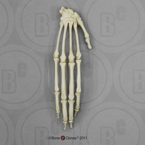 Black Spider Monkey Hand, Articulated Rigid