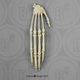 Black Spider Monkey Hand, Articulated Rigid