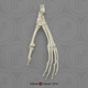 Indri Lemur Foot, Articulated Rigid