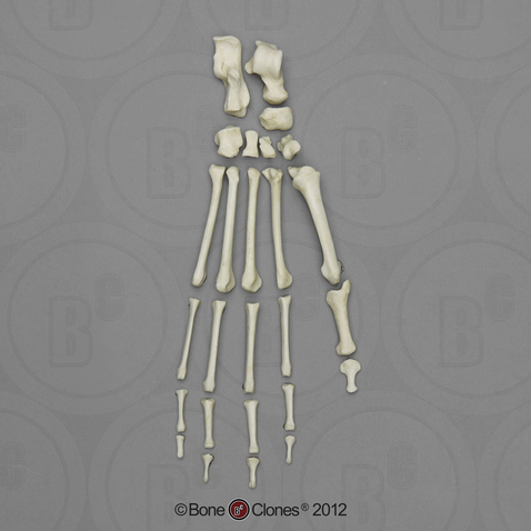 Indri Lemur Foot, Disarticulated