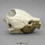 Alligator Snapping Turtle Skull