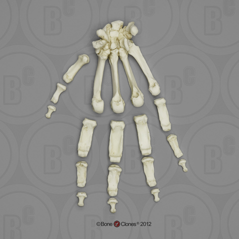 Gorilla Hand, Semi-articulated