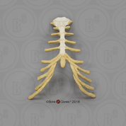 Male Chimpanzee Thorax Assembly (Sternum and Costal Cartilage)