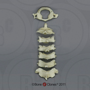 Human Adolescent Cervical Vertebrae, Set of 7