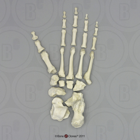 Gorilla Foot, Disarticulated