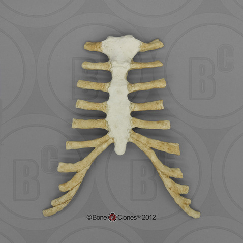 Human Male Asian Thorax Assembly (Sternum and Costal Cartilage)