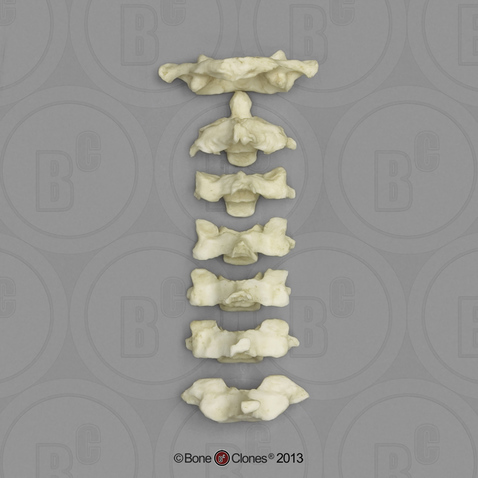 Human Male Asian Robust Cervical Vertebrae, Set of 7