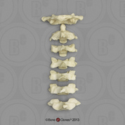 Human Male Asian Robust Cervical Vertebrae, Set of 7