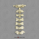 Human Male Asian Robust Cervical Vertebrae, Set of 7