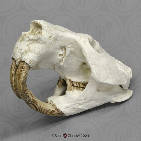 Giant Fossil Beaver Skull Antique Finish