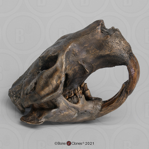 Giant Fossil Beaver Skull Tarpit Finish