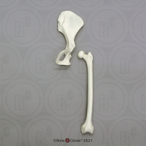 Siamang Innominate & Femur Set