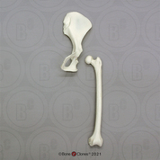 Siamang Innominate & Femur Set