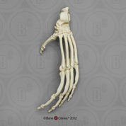 Orangutan Foot, Articulated Rigid