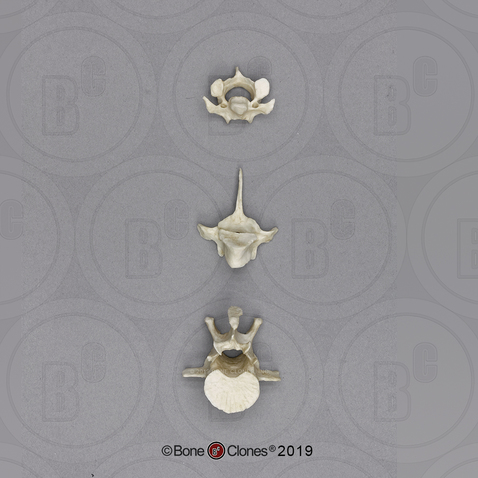 Rhesus Macaque Vertebrae, set of 3 - Cervical, Thoracic, Lumbar