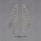 Human Male European Ribs, Set of 24 (left and right)