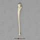 Human Female Asian Ulna