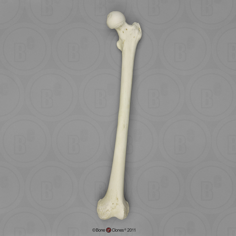 Human Adult Male Femur