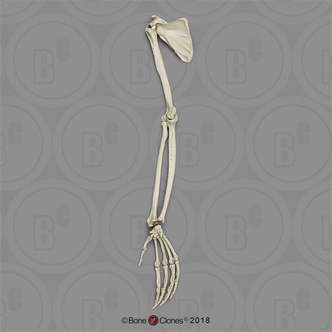 Male Orangutan Arm, Articulated w/ Articulated Rigid Hand, (with Scapula)