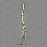 Indri Lemur Arm, Articulated w/ Articulated Rigid Hand (no Scapula)