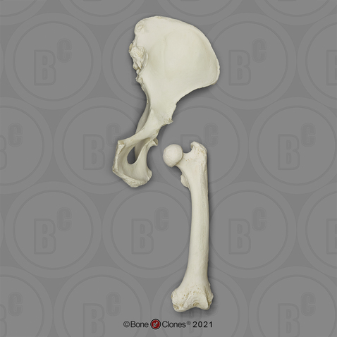 Gorilla Innominate & Femur Set