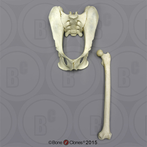 Black Spider Monkey Pelvis and Femur