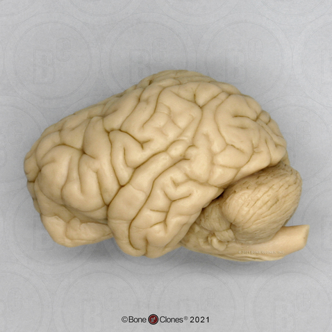 Chimpanzee Brain