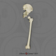 Human Male Asian Innominate and Femur