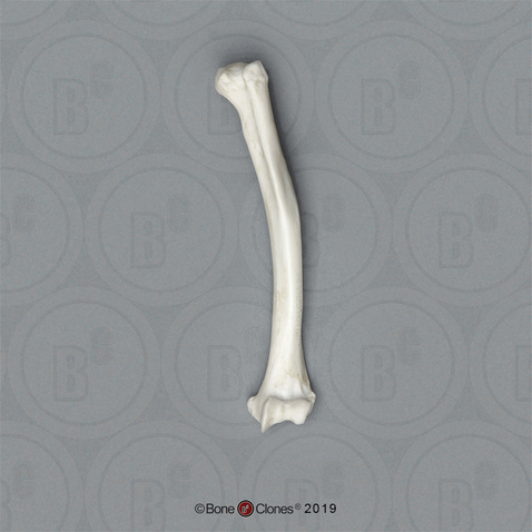 Vervet Humerus