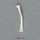 Vervet Humerus